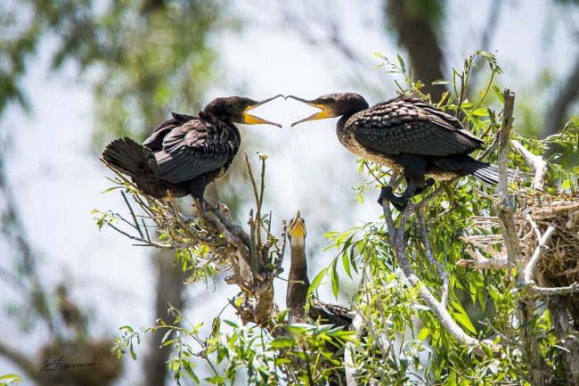 большой баклан_Полонский_превью