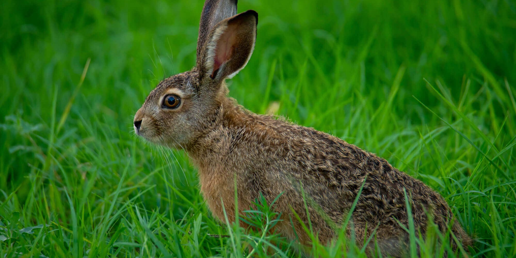 заяц_Перковский_первью