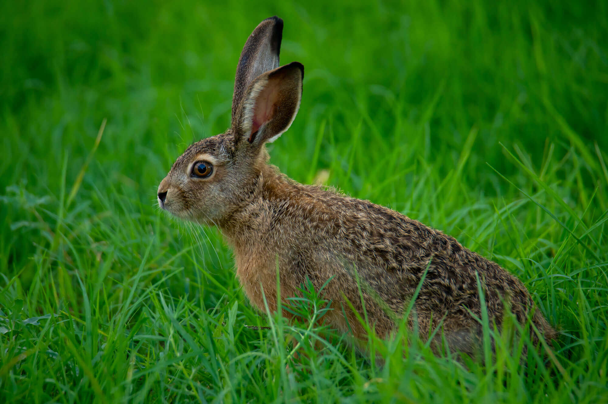 заяц_Перковский_первью
