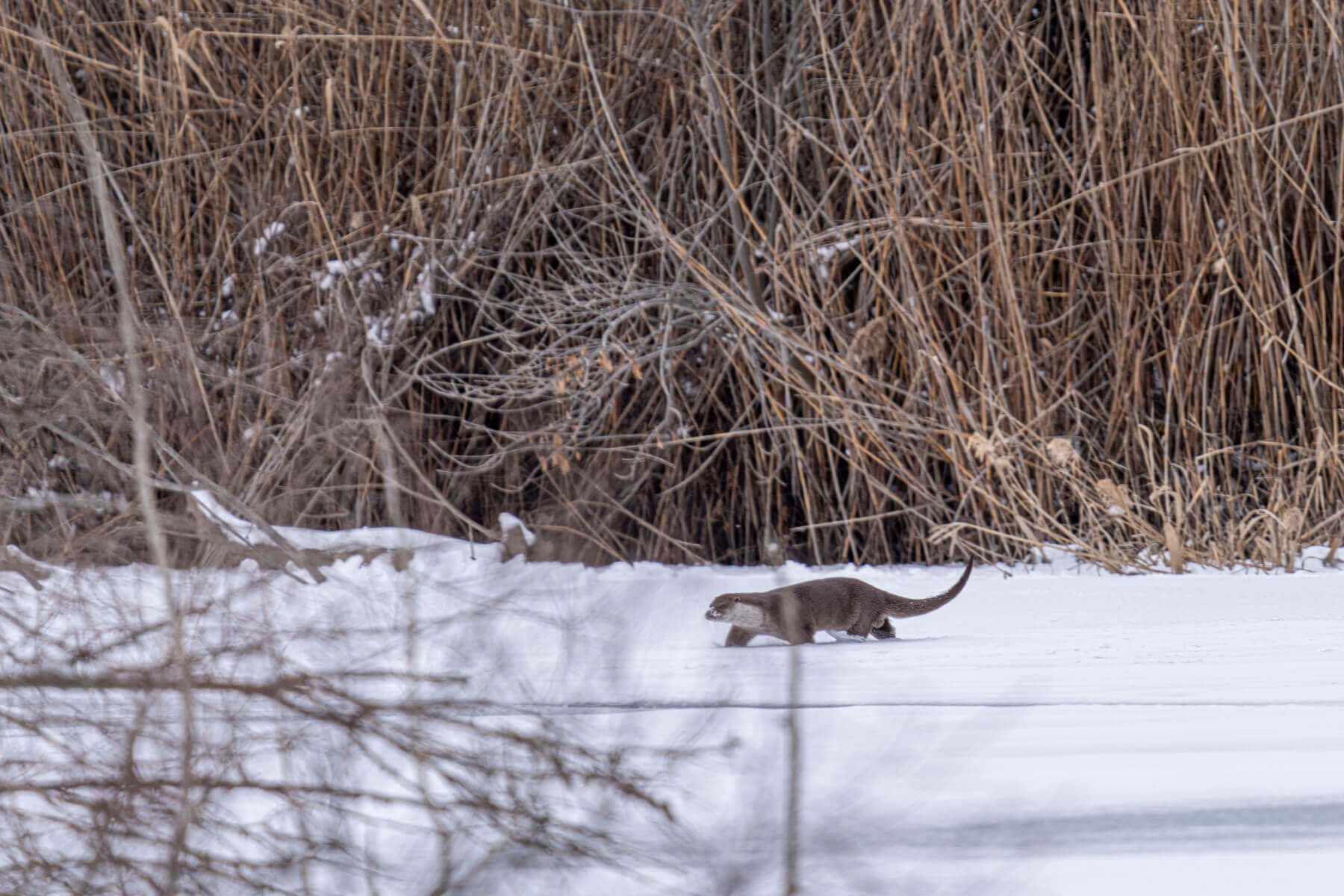 Красавица выдра, Евгений Полонский