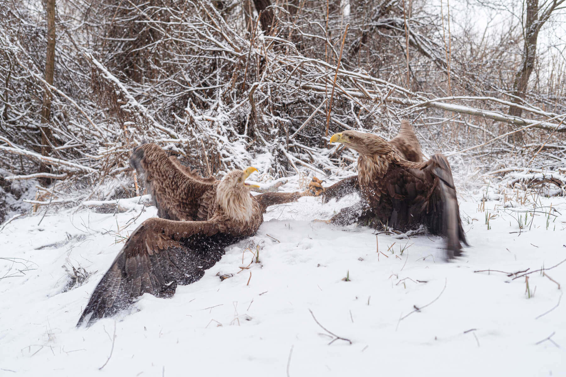 Евгений Полонский