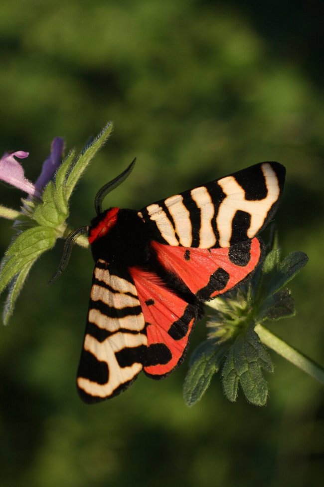 Медведица гебаСтанислав Шинкаренко