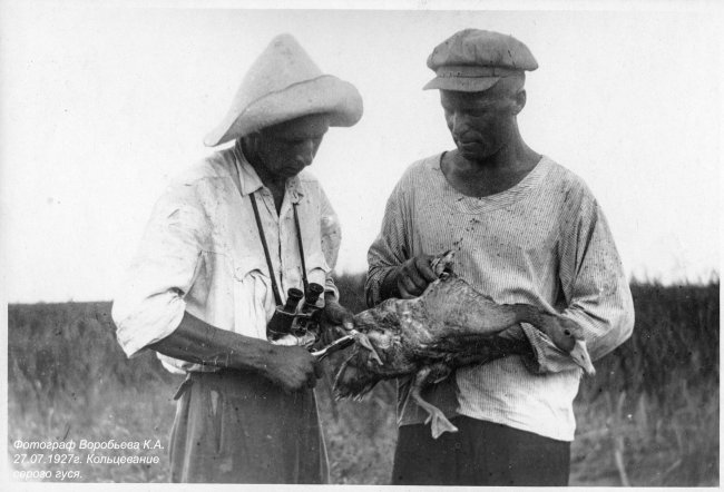 Кольцевание серого гуся Воробьёв