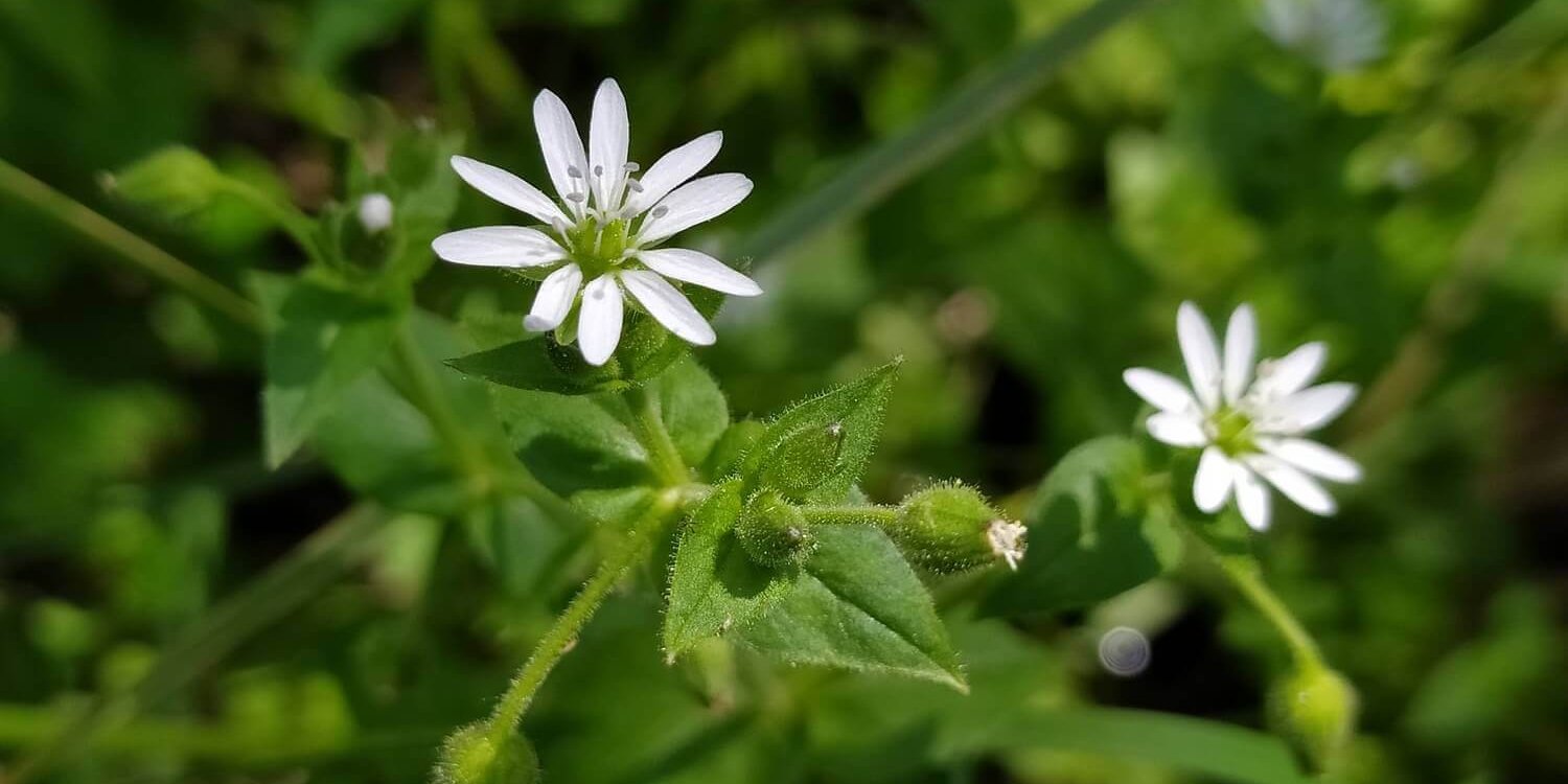 Мягковолосник водный