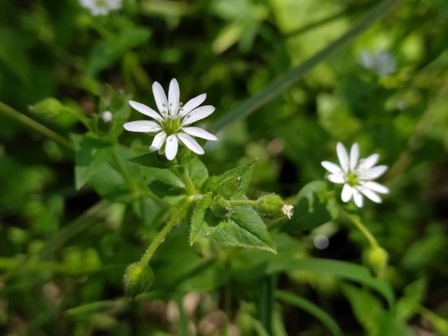 Мягковолосник водный