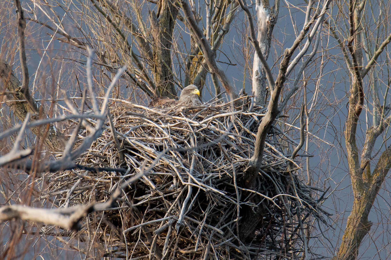 Гнездо орлана после пожара в марте 2023, Наталья Мещерякова (2)