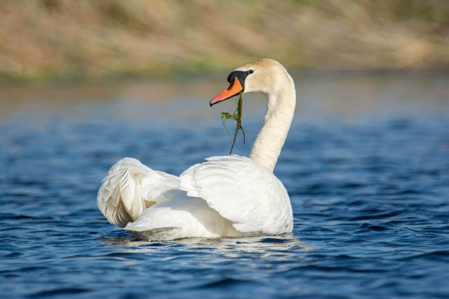Лебедь-шипун, Наталья Мещерякова