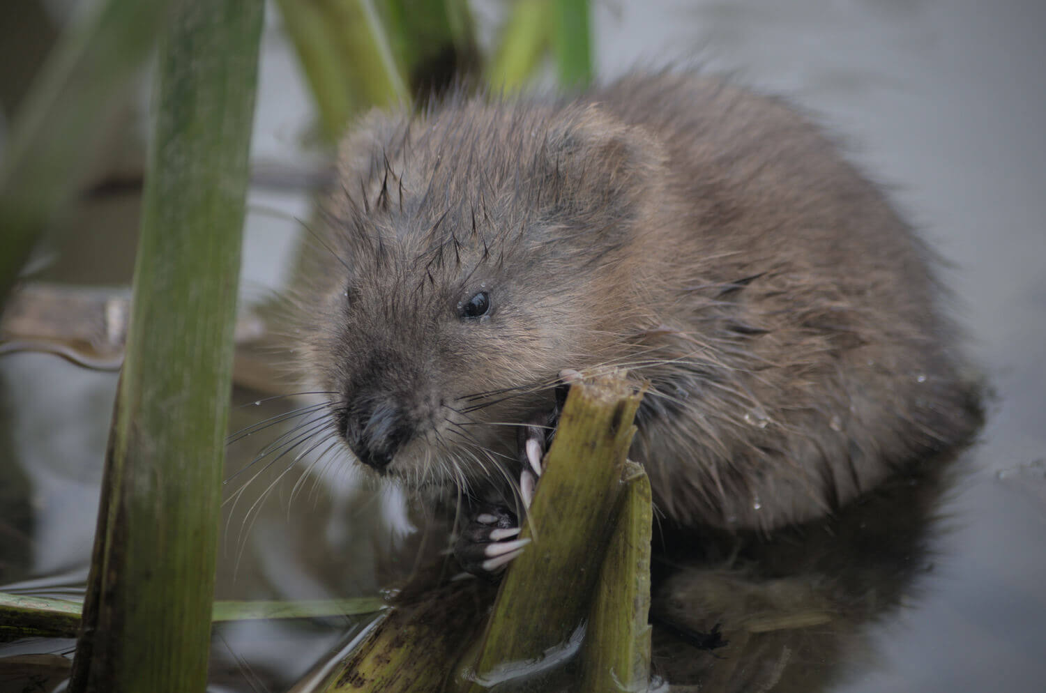 Ондатра, Кирилл Литвинов