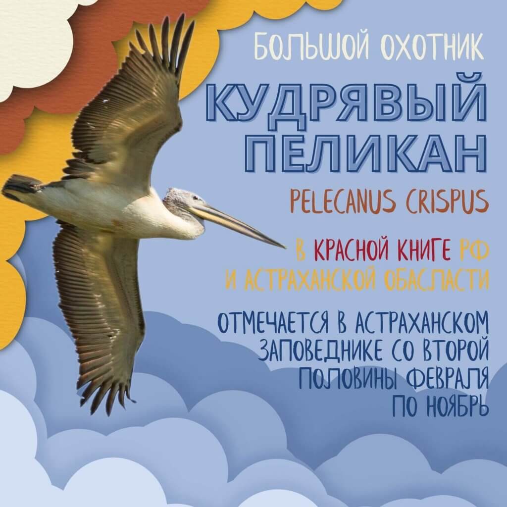 Заповедная инфографика: кудрявый пеликан – Астраханский биосферный  заповедник