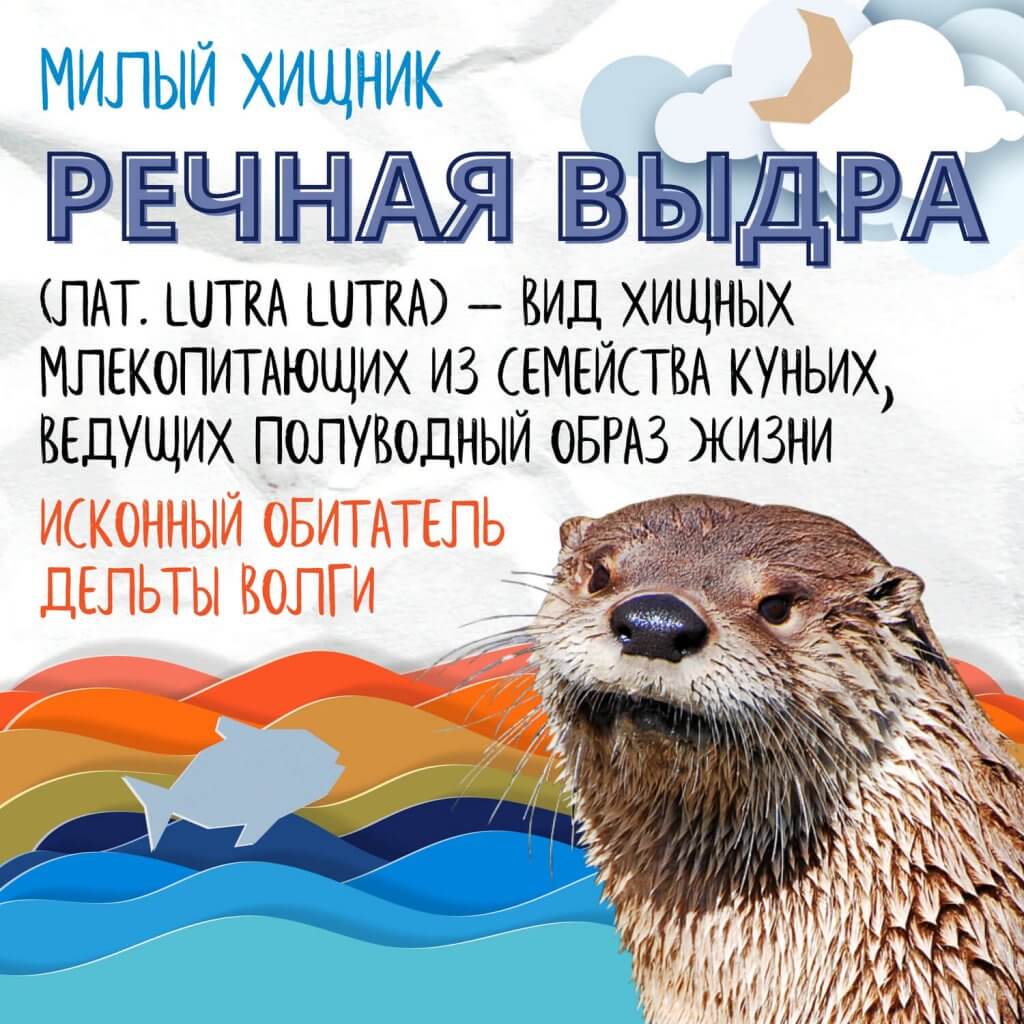 Инфографика: речная выдра – Астраханский биосферный заповедник