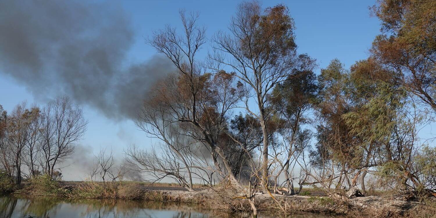 опалённые деревья