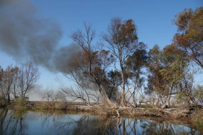 опалённые деревья