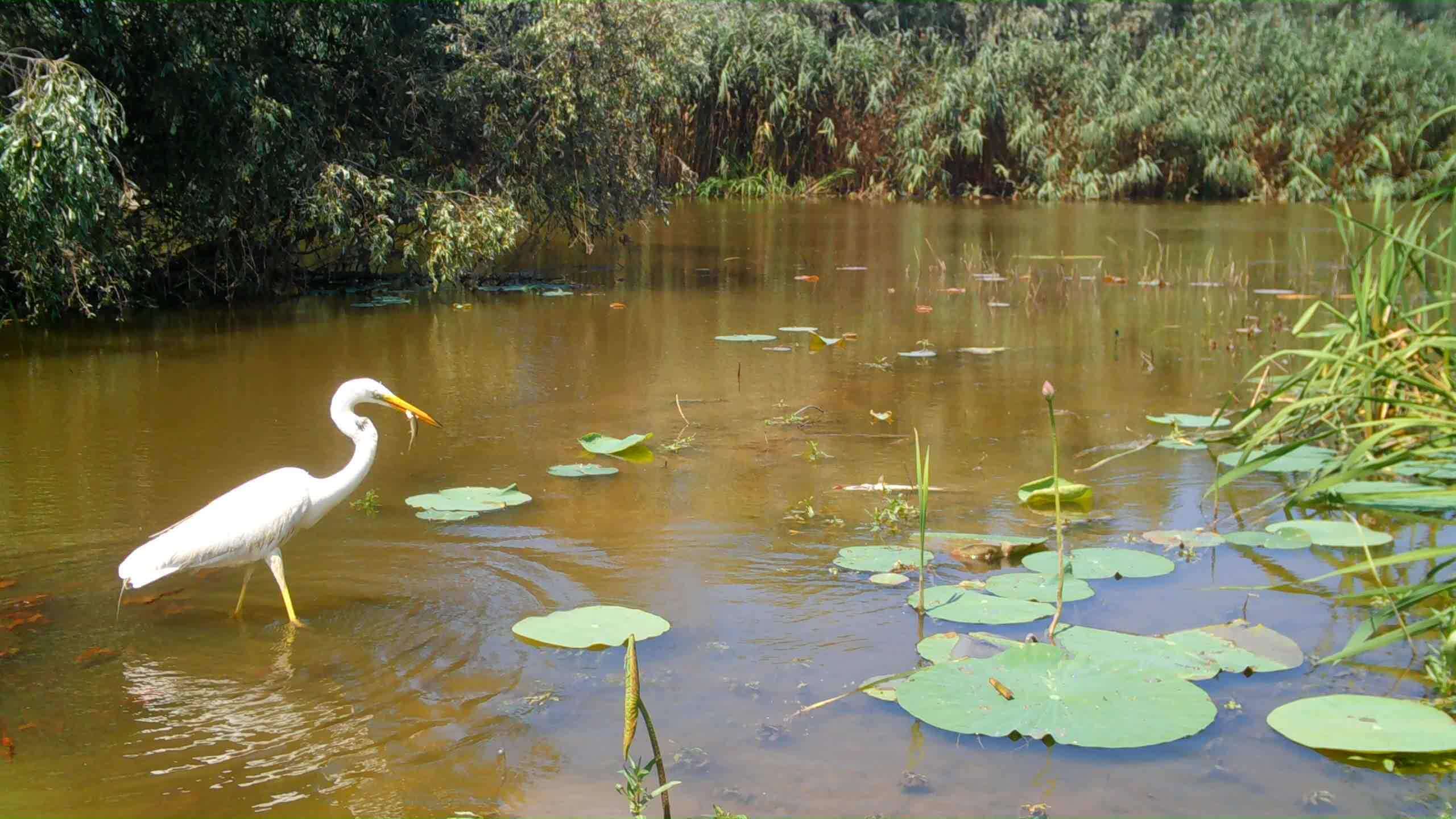 трапеза большой белой цапли, евгений полонский_Moment