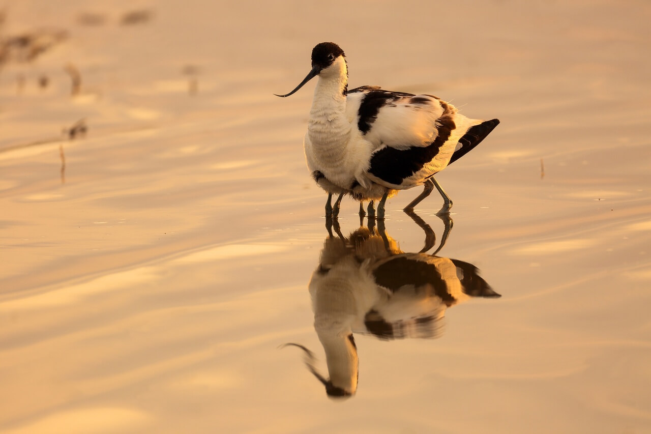 Шилоклювка, Евгений Полонский