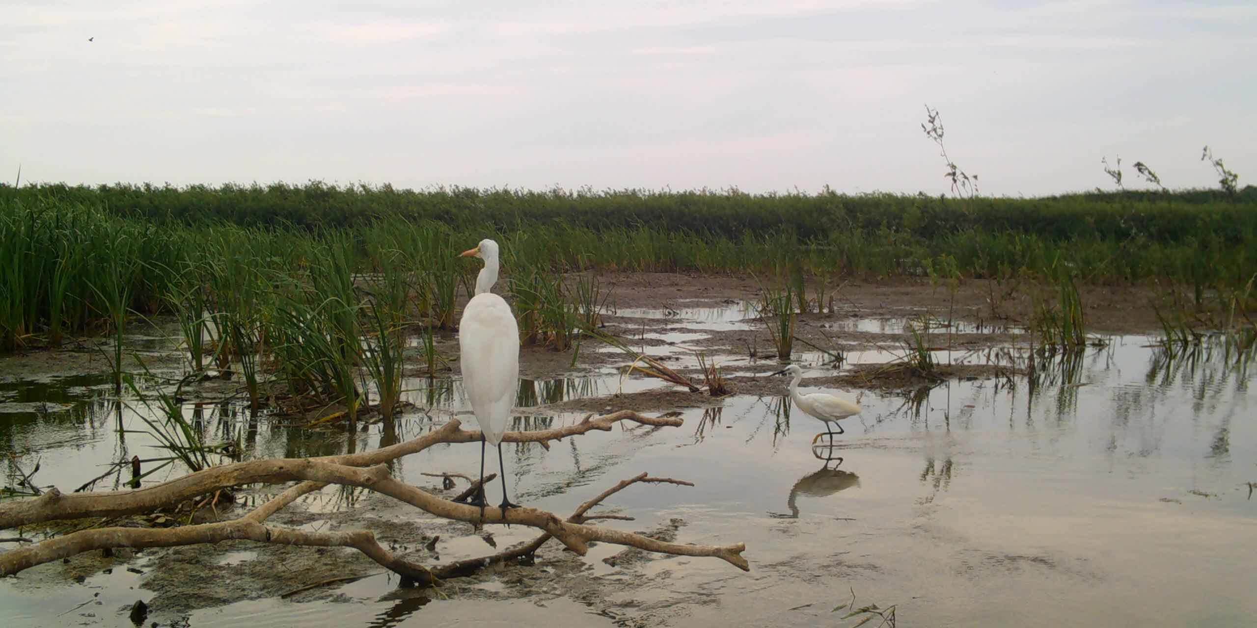 Наглядное сравнение больой белой цапли и малой белой цапли, Евгений Полонский, из архива_Moment