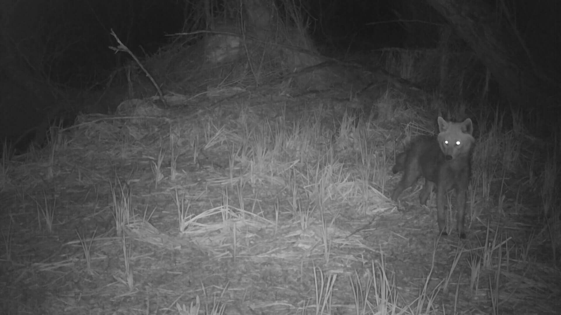 Шакал, Евгений Полонский_Moment