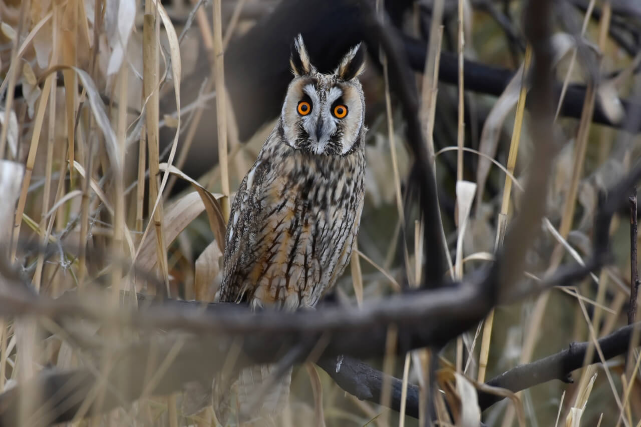 Ушастая сова Алёна Рыжова