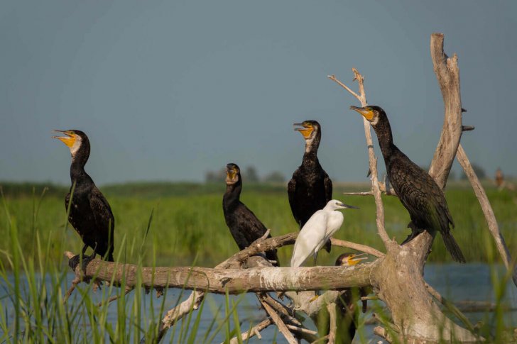 Большие бакланы и малая белая цапля, Владимир Стрелков