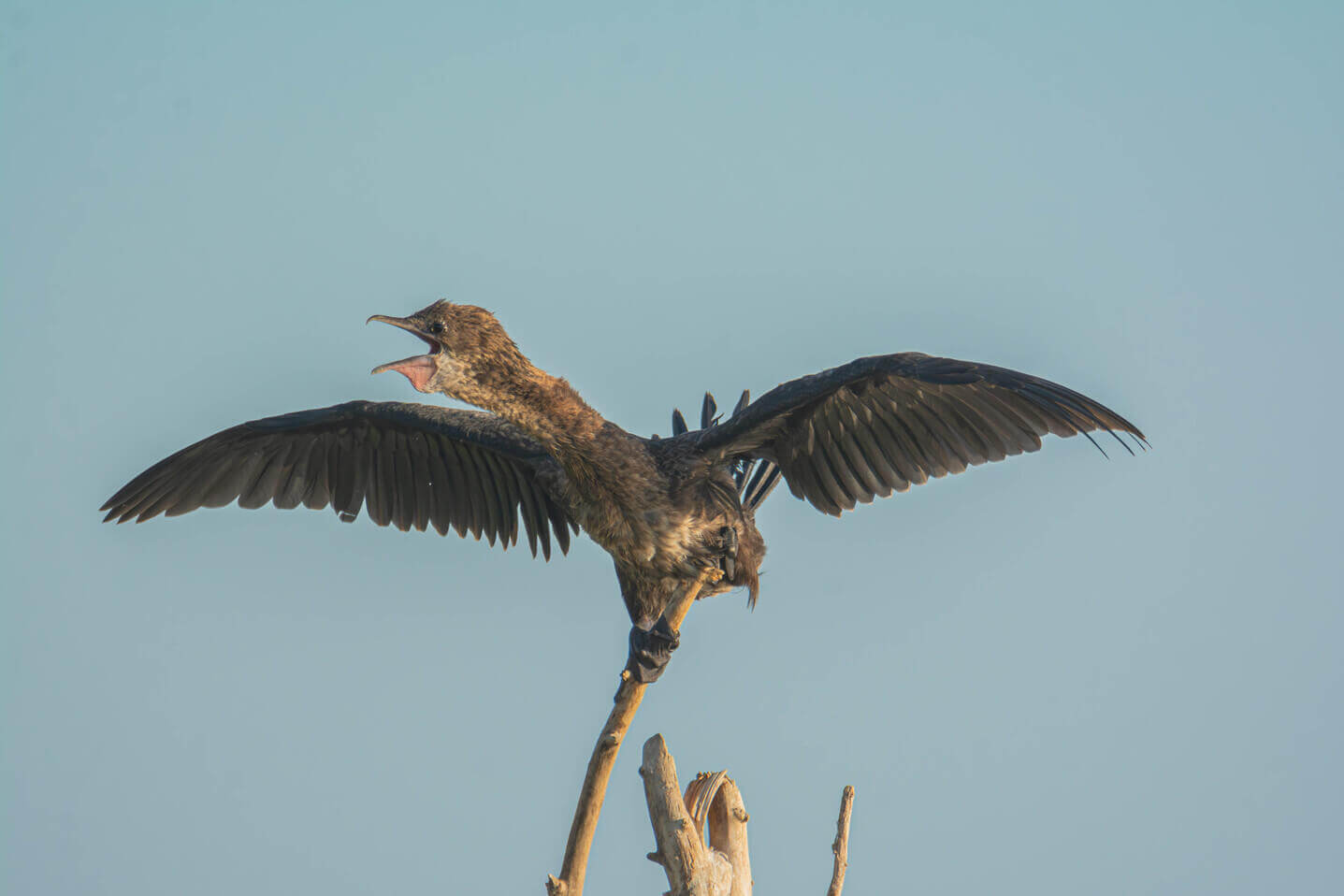 Малый баклан, Владимир Стрелков