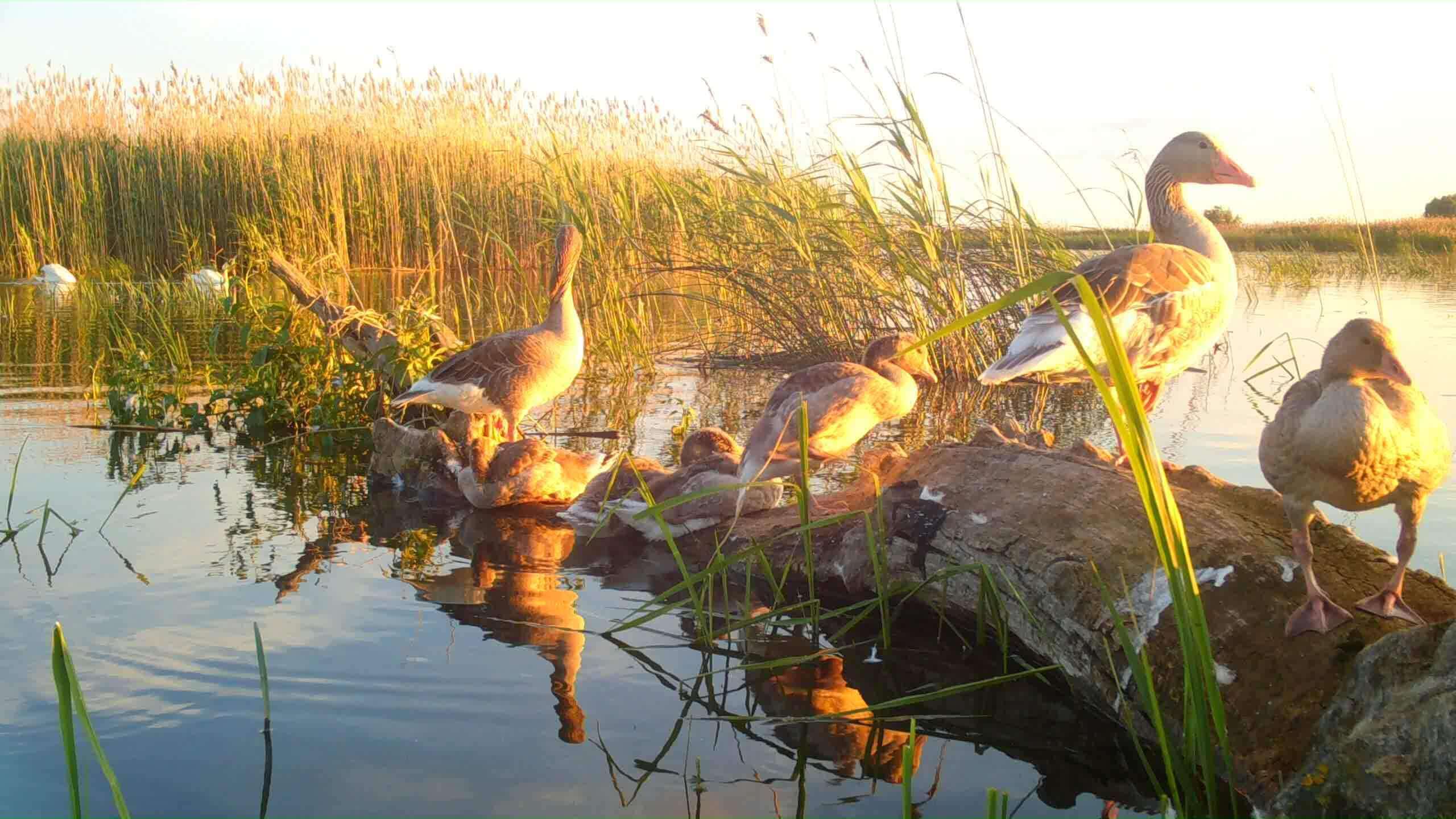 Серые гуси с гусятами, Евгений Полонский_Moment