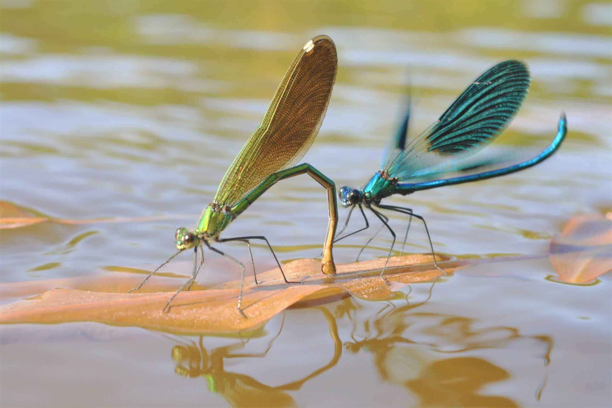 Красотка блестящая Станислав Шинкаренко