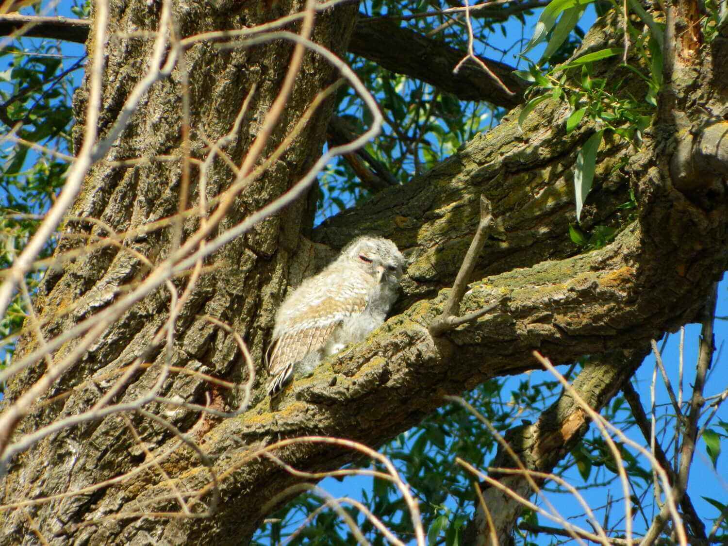 Птенец неясыти серой, Алексей Кашин