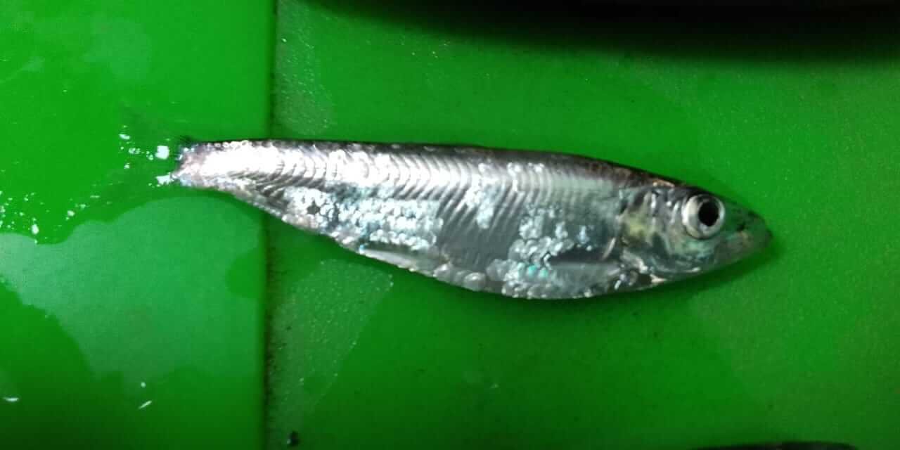 WhatsApp Image 2024-08-13 at 19.57.39