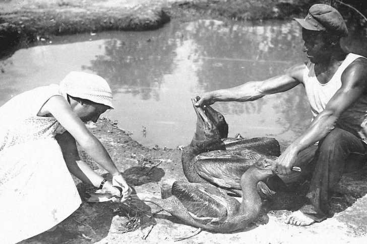 Дамчикский участок заповедника. кольцевание птенцов кудрявого пеликана