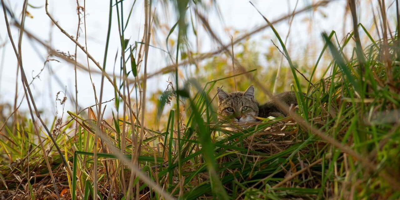 20241016-Степной кот_Обжорово_пр. Судочья_16 октября 2024_Перковский (5)-Улучшено-Ум. шума