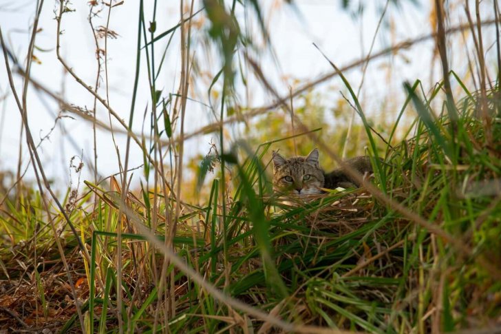 20241016-Степной кот_Обжорово_пр. Судочья_16 октября 2024_Перковский (5)-Улучшено-Ум. шума