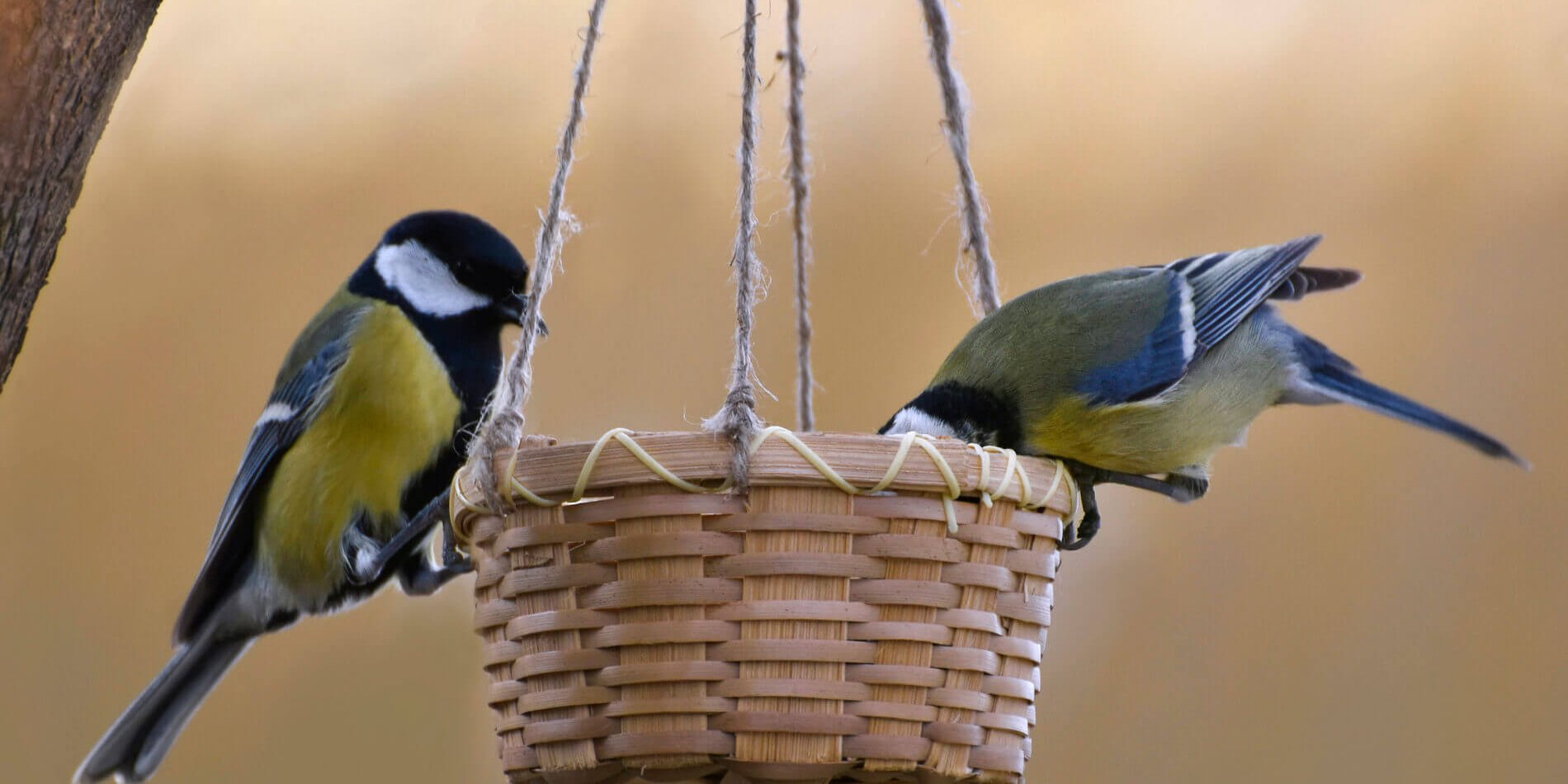 Большая синица, Алёна Рыжова (2)