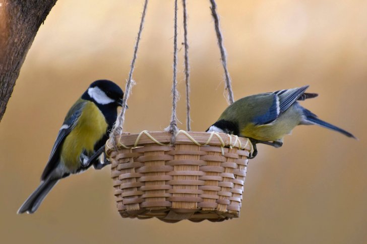 Большая синица, Алёна Рыжова (2)