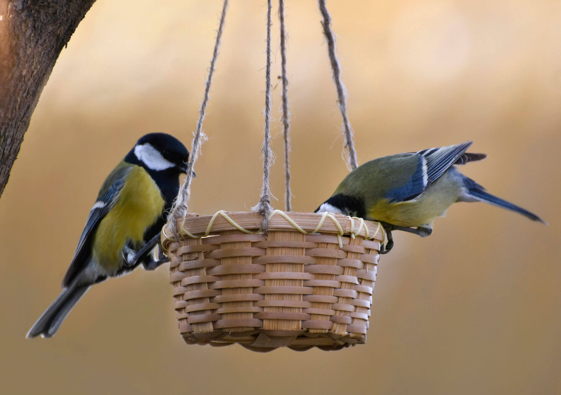 Большая синица, Алёна Рыжова (2)