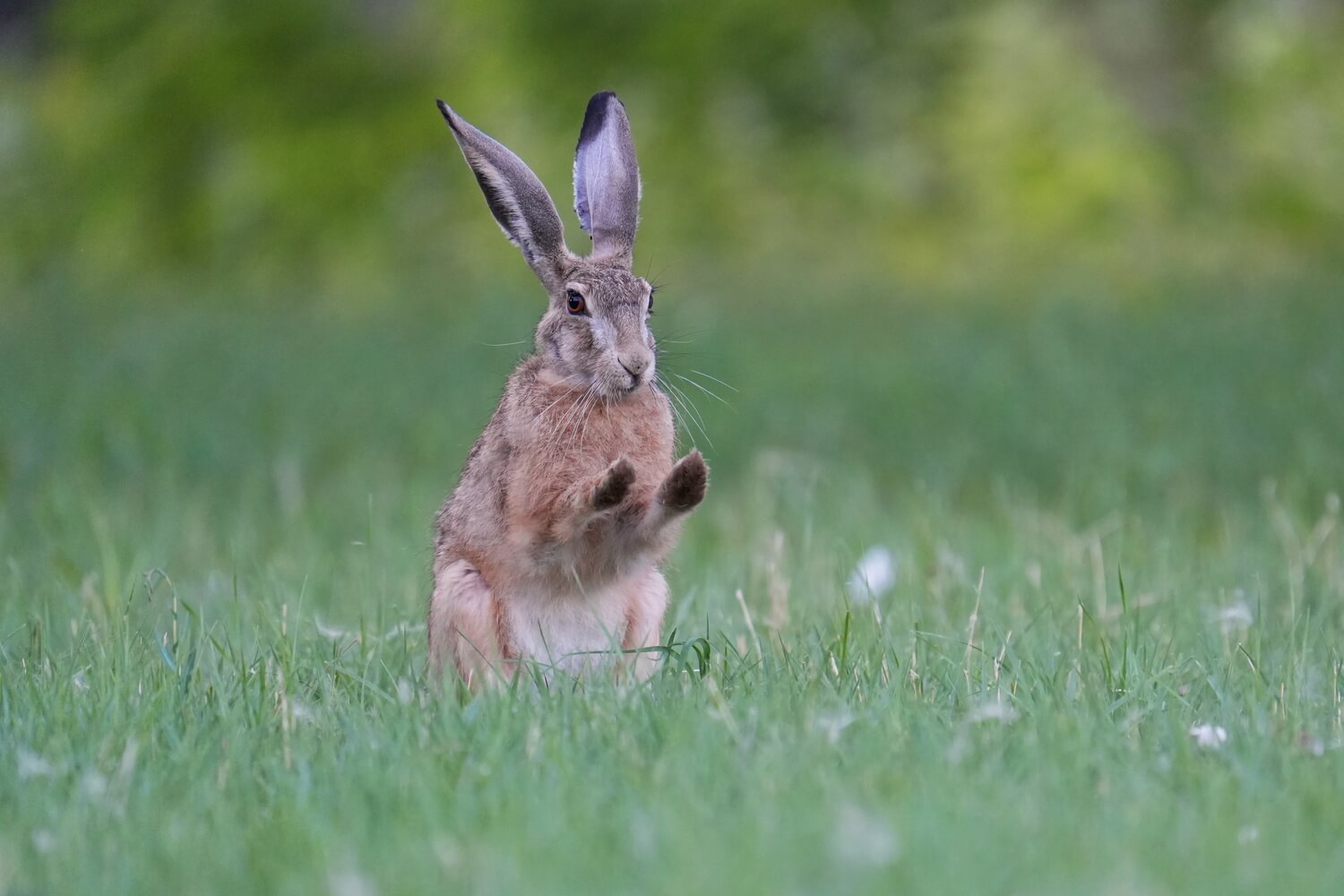 Заяц-русак, Марина вильданова