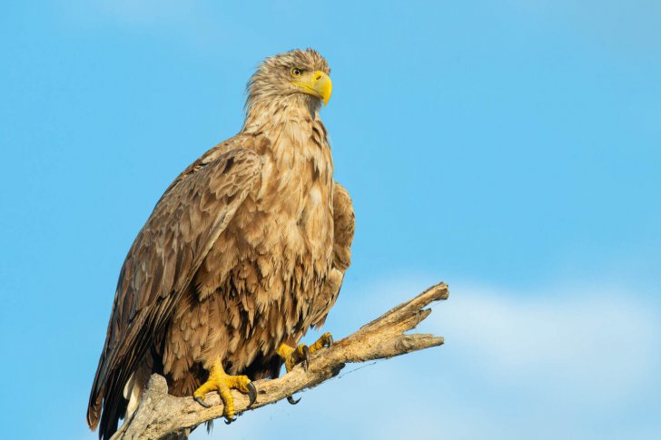 Орлан-белохвост, владимир стрелков