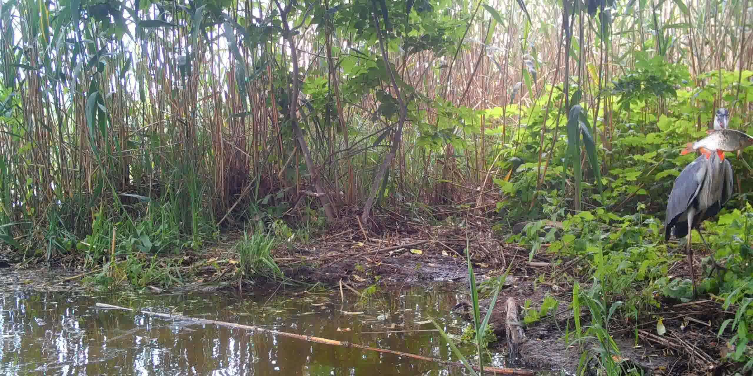 Серая цапля и её большая добача, Евгений Полонский_Moment