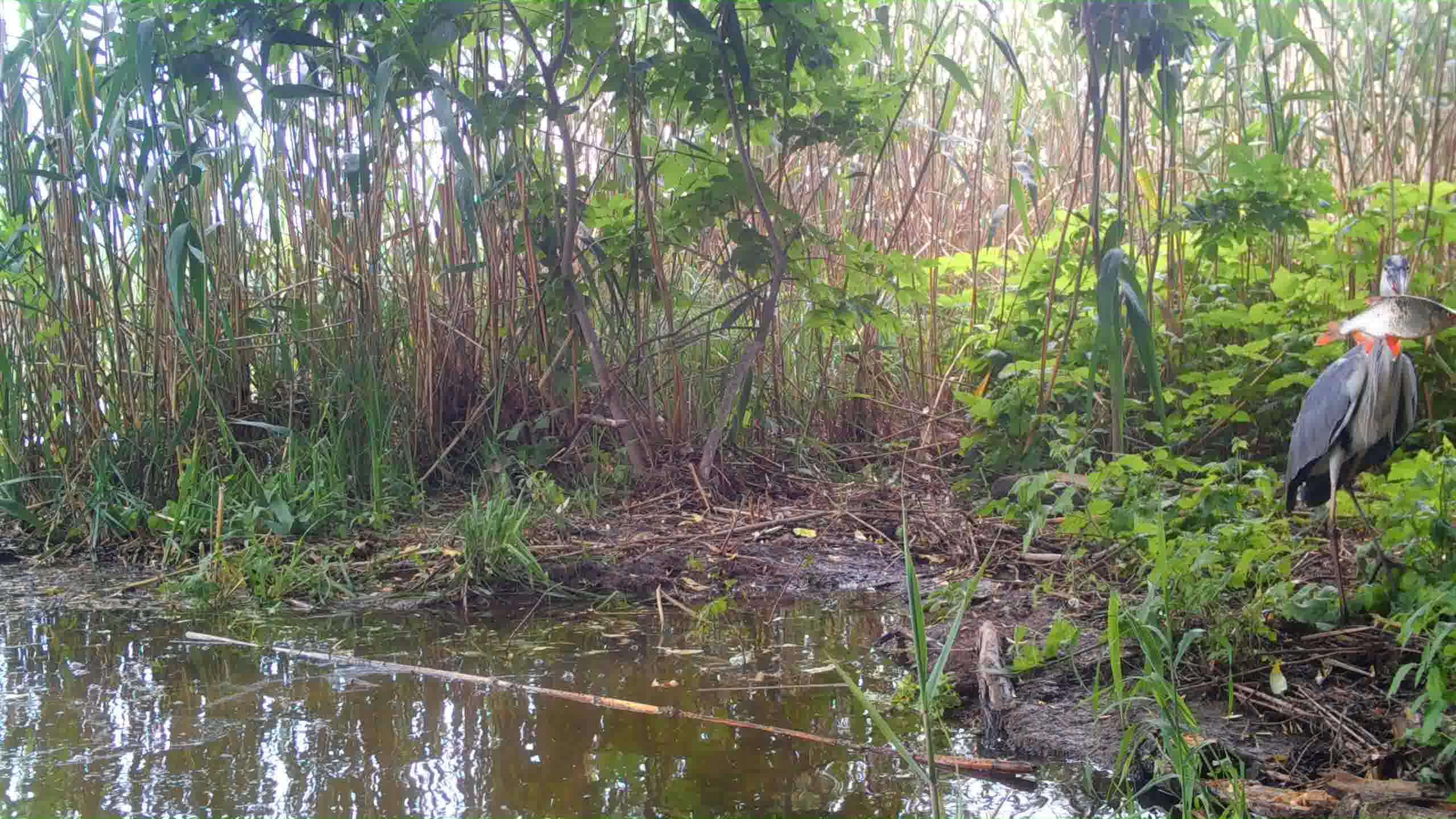 Серая цапля и её большая добача, Евгений Полонский_Moment