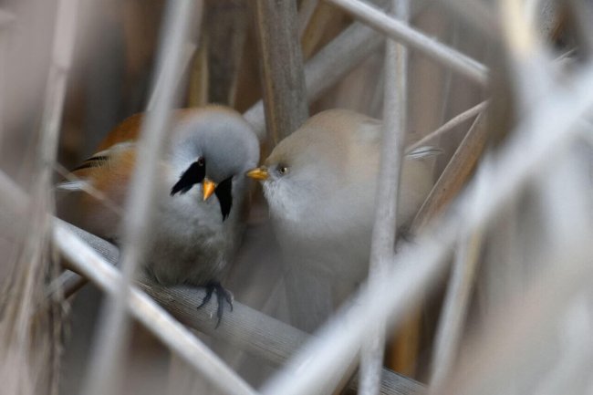 Усатая синица, Алёна Рыжова (2)