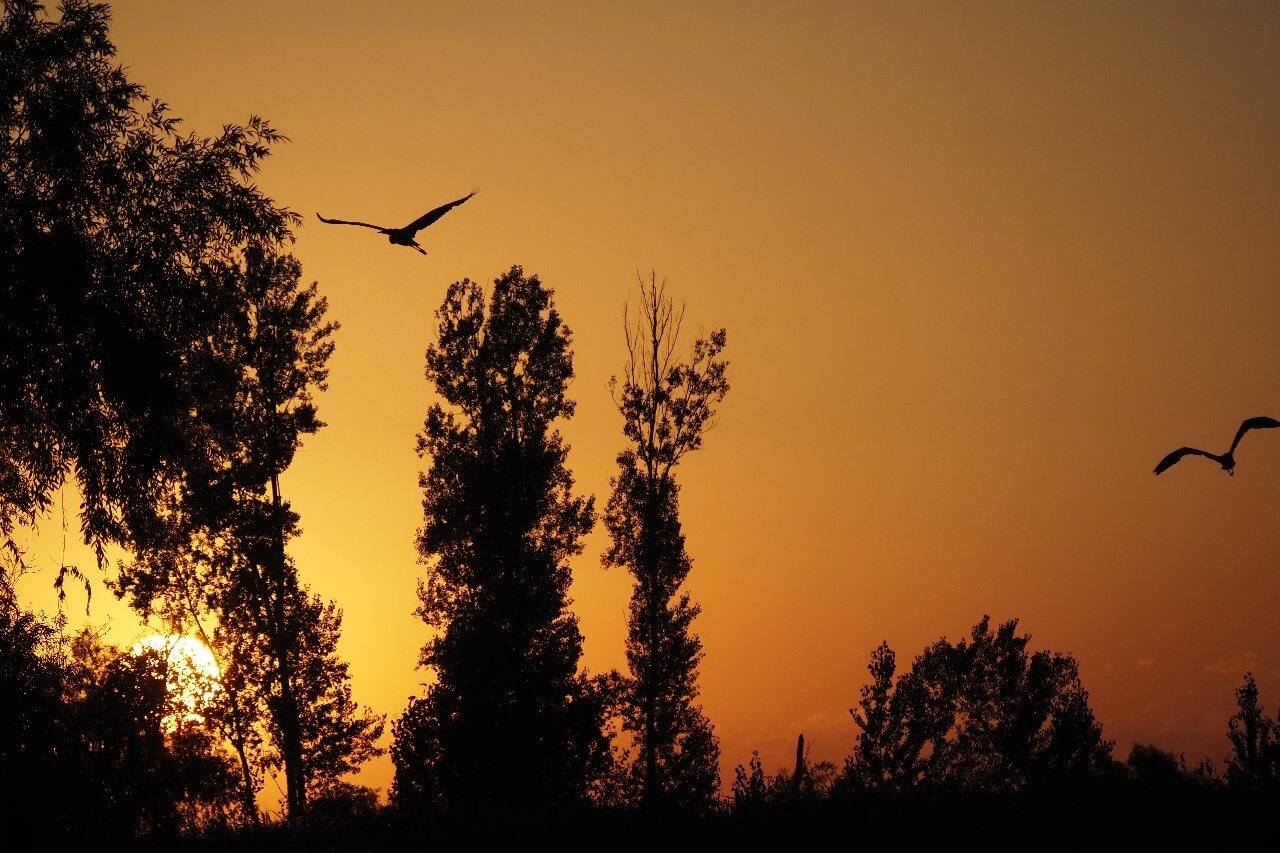 Закат в дельте Вольги, Александр Марков
