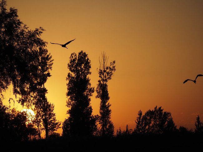 Закат в дельте Вольги, Александр Марков