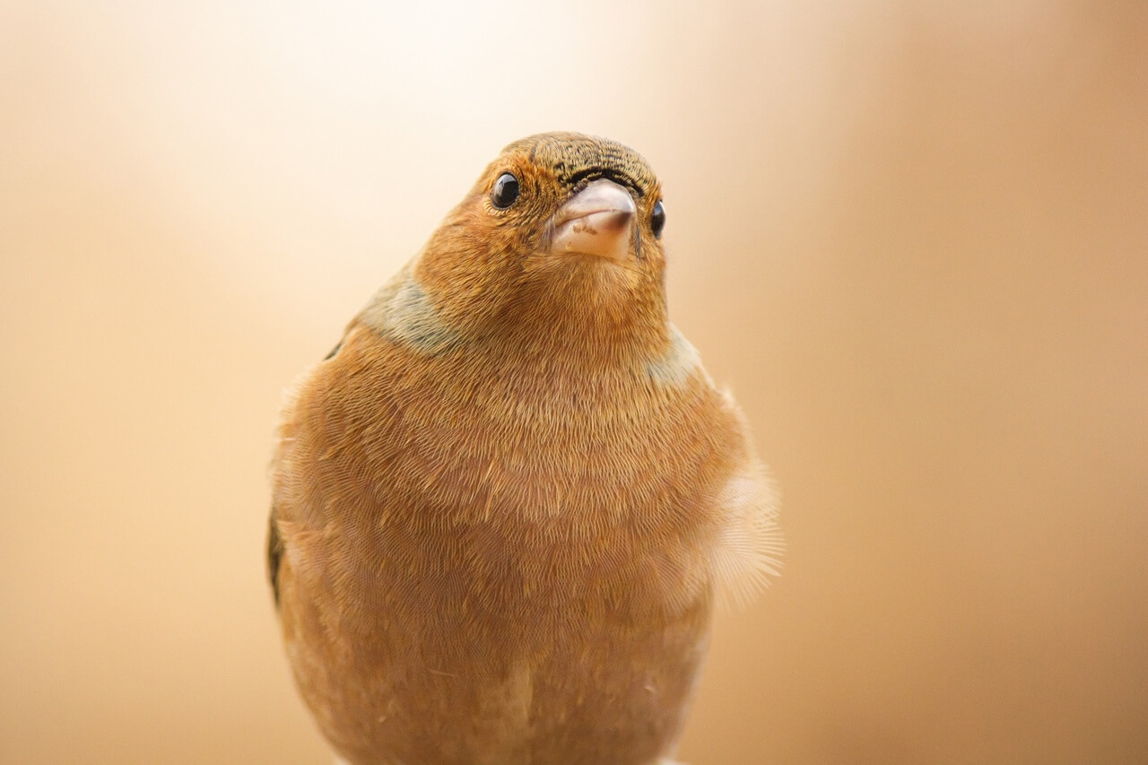 Зяблик, Алексей Подопригоров