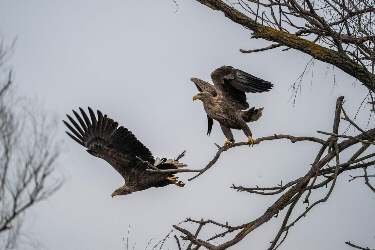 Орланы готовы к размножению_ЗМУ_2025_Перковский (5)