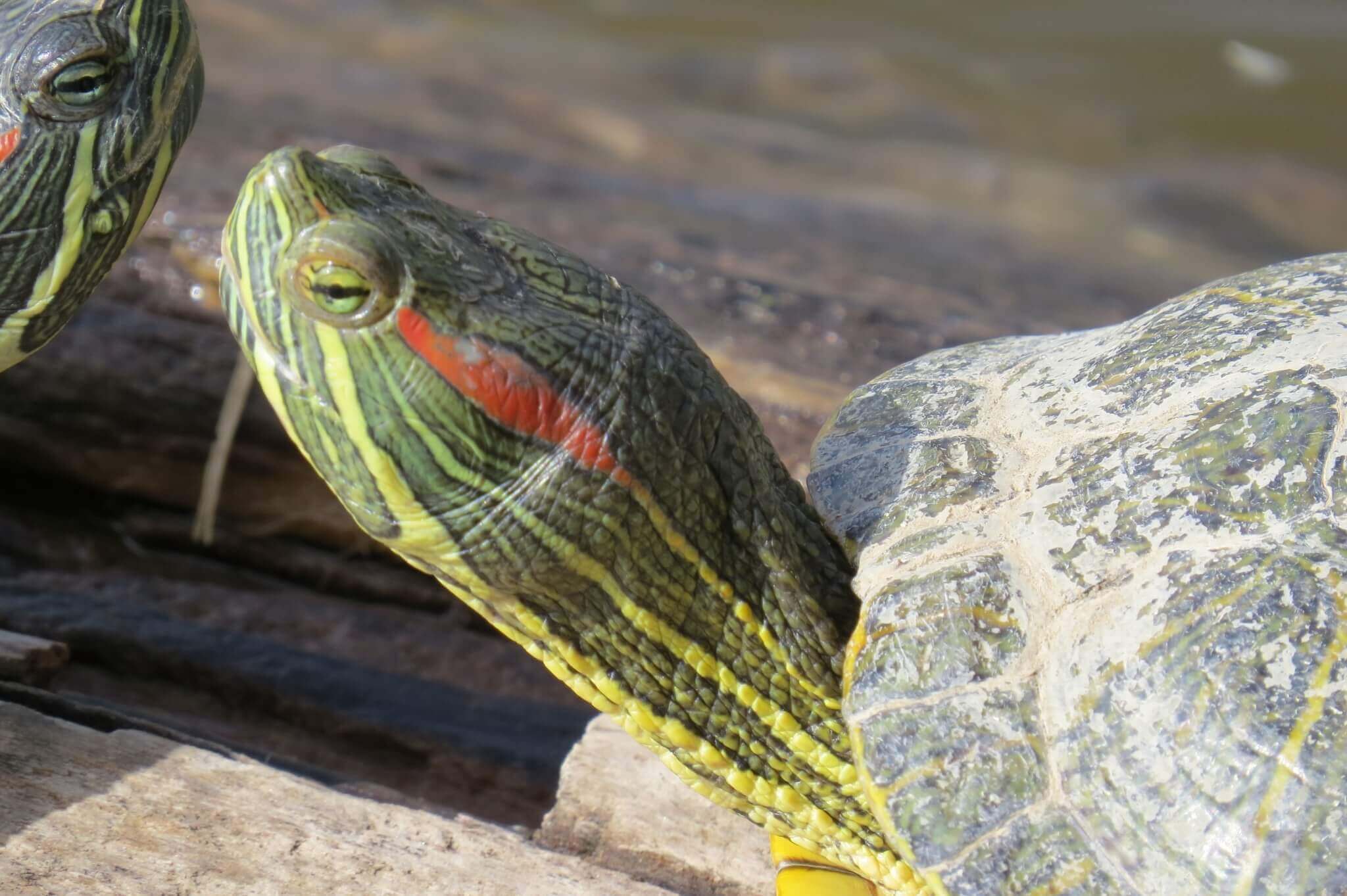 Красноухая черепаха на лебединой озере, Алексей Беляков
