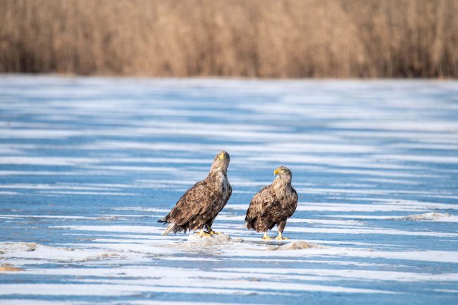 Орлан-белохвост, Максим Перковский