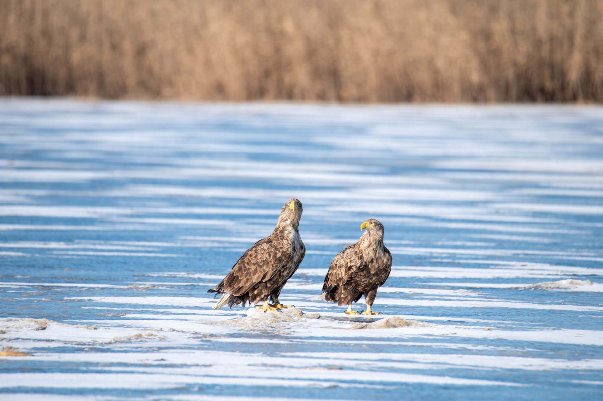 Орлан-белохвост, Максим Перковский
