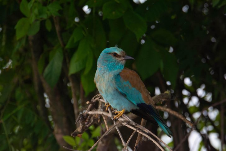 Сизоворонка, Владимир Стрелков