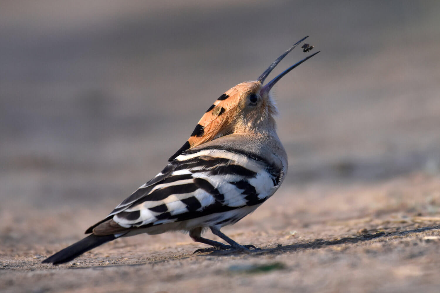 Удод, Алёна Рыжова