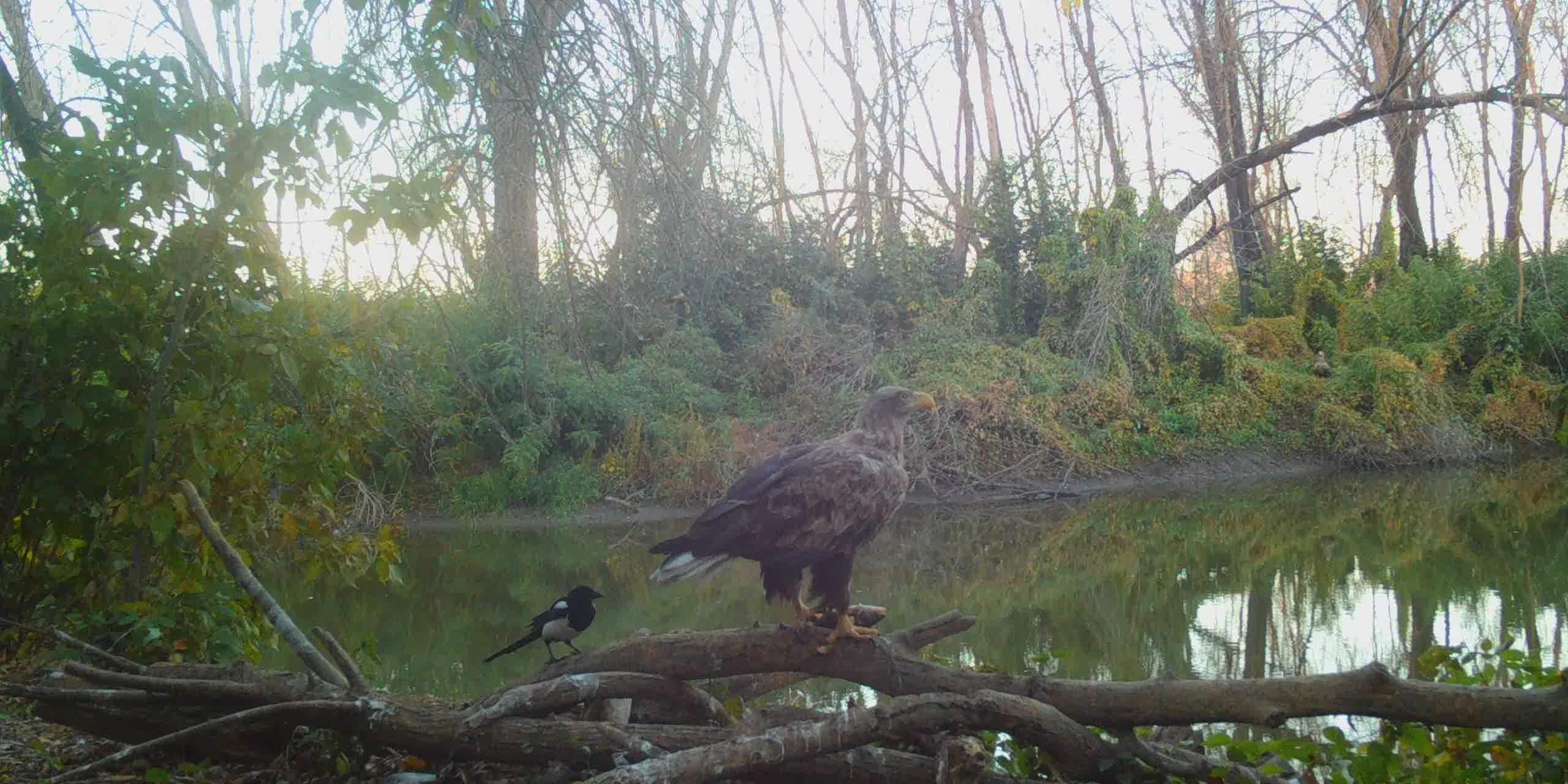 STC_0003 (1).MOV_snapshot_00.28.179