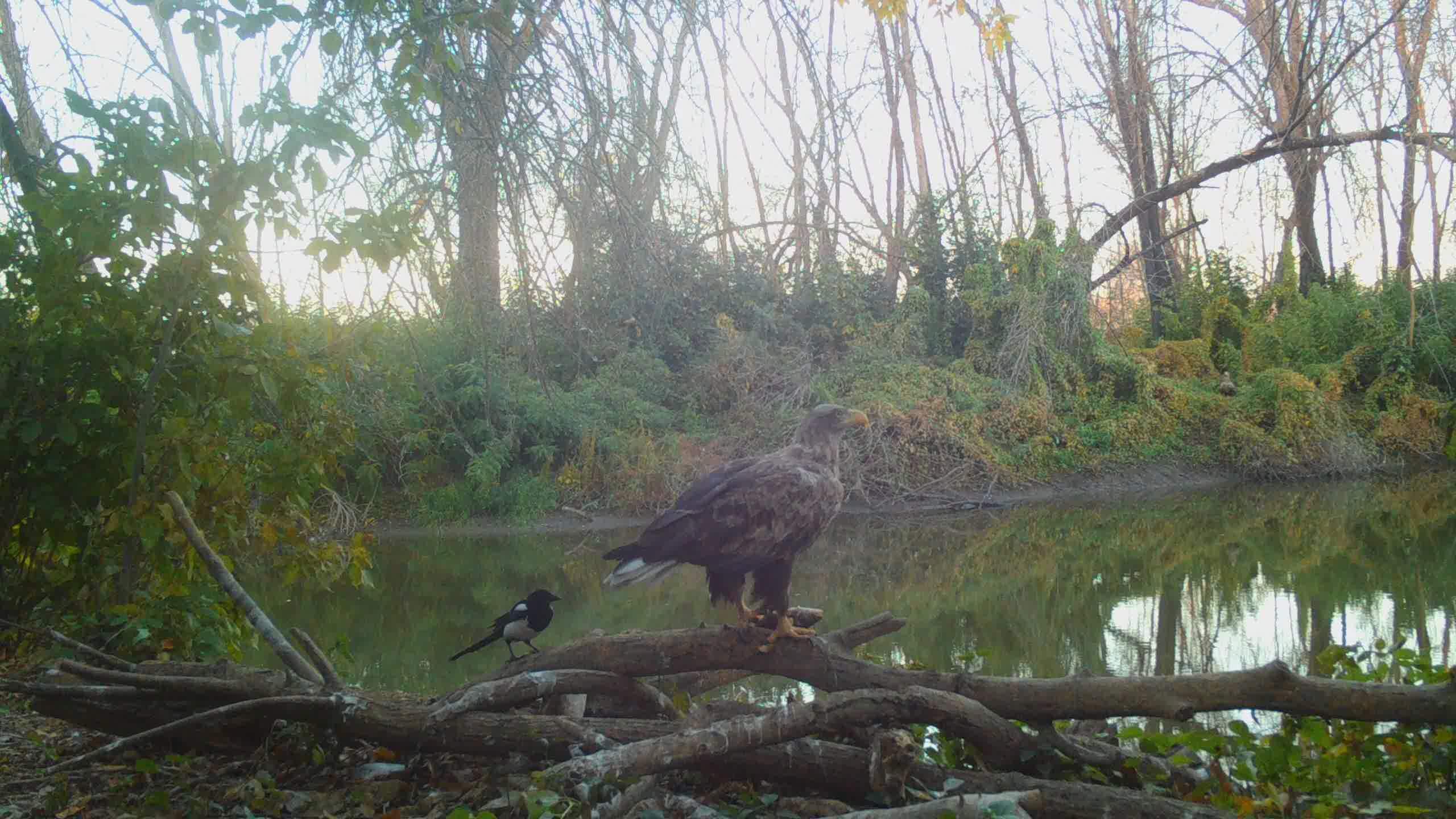 STC_0003 (1).MOV_snapshot_00.28.179