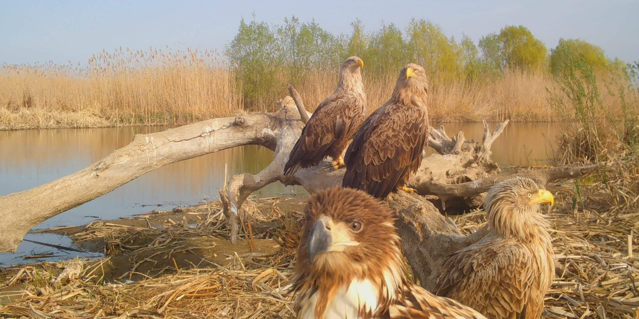 STC_0036.MOV_snapshot_00.17.588